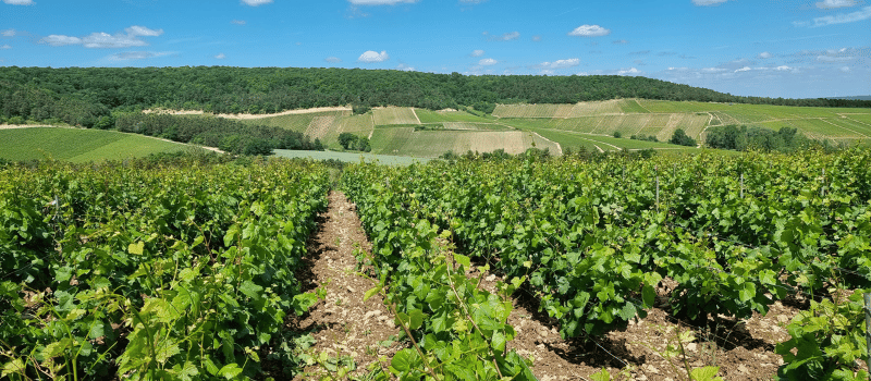 mer-de-vignes-philippe-fourrier